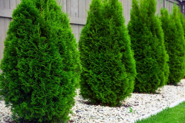 Arborvitae Planting in Snellville