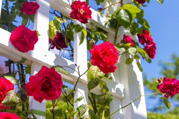 Home Gardening Service in Snellville
