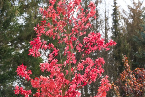 Japanese Maple Planting in Snellville