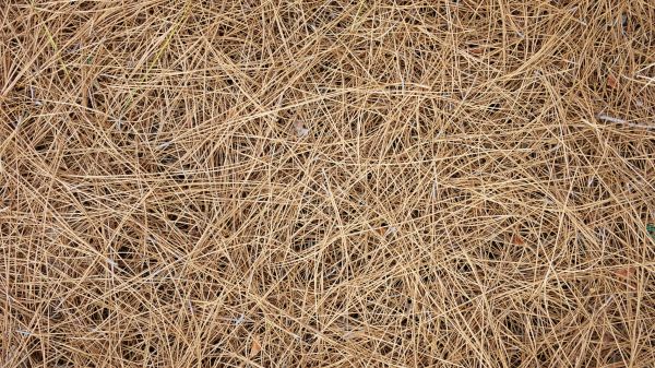 Pine Needles Delivery in Snellville