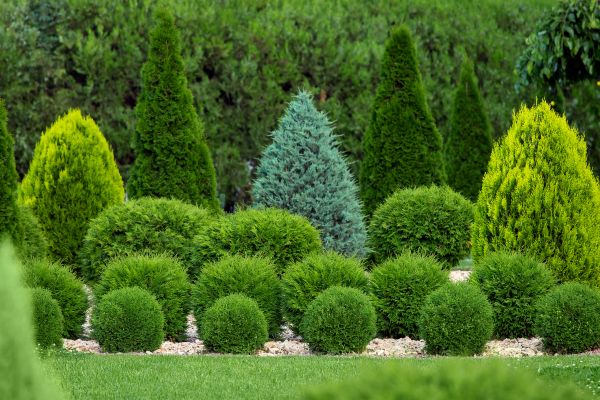 Shrub Replacement in Snellville