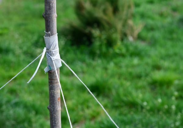 Tree Staking Service in Snellville