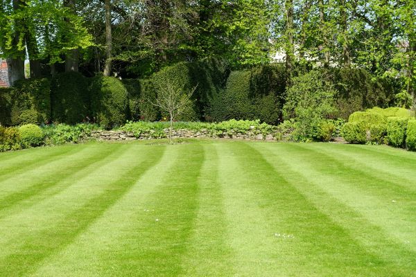 Lawn Renovation in Snellville