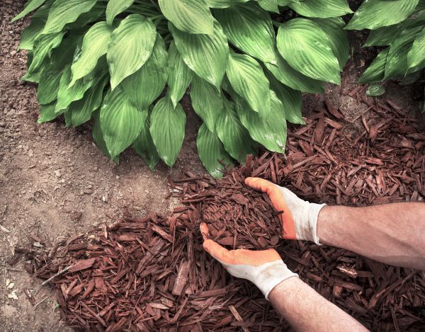 Shredded Mulch Service in Snellville