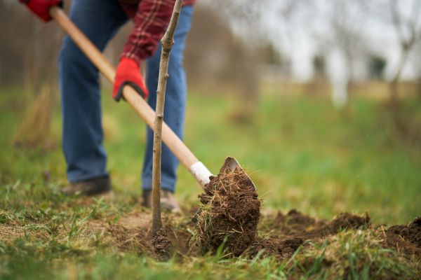 Tree Replacement in Snellville