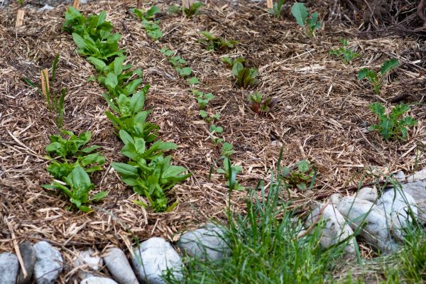 Mulch Service in Snellville