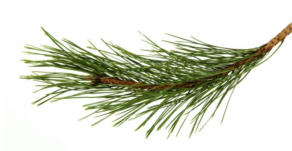 Pine Needles Installation in Snellville