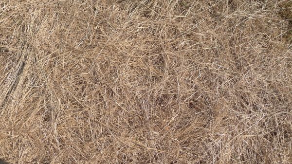 Pine Straw Replacement in Snellville