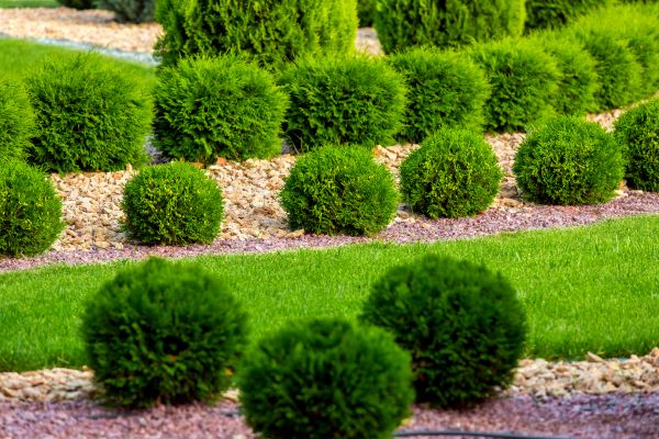 Bush Replacement in Snellville