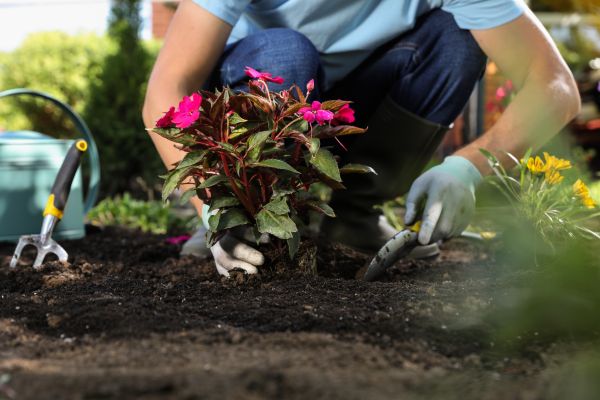 Plant Replacement in Snellville