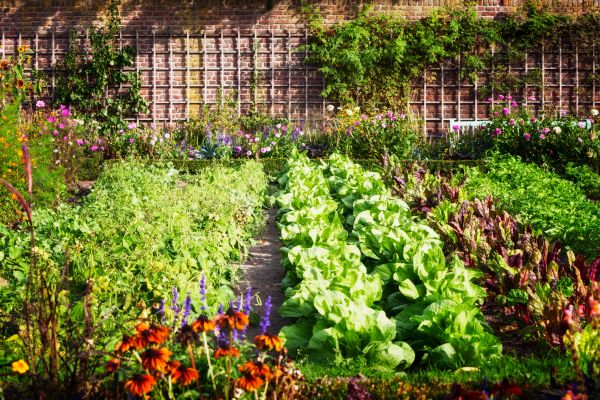 Garden Planting Service in Snellville