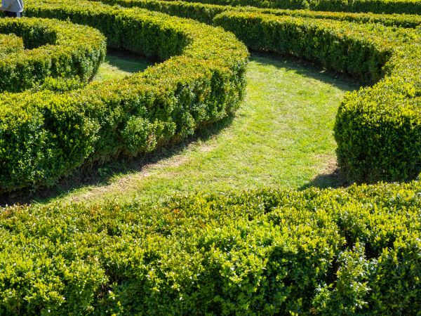 Bush Landscaping in Snellville