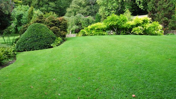 Commercial Landscape Design in Snellville