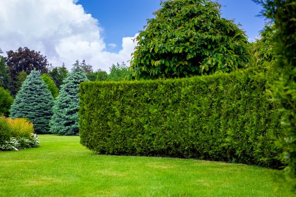 Hedge Landscaping in Snellville