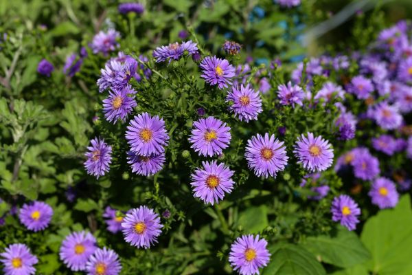 Perennial Flower Planting in Snellville