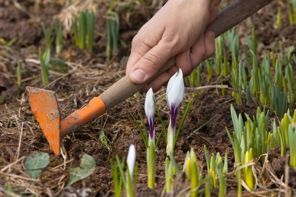 Flower Garden Weeding in Snellville