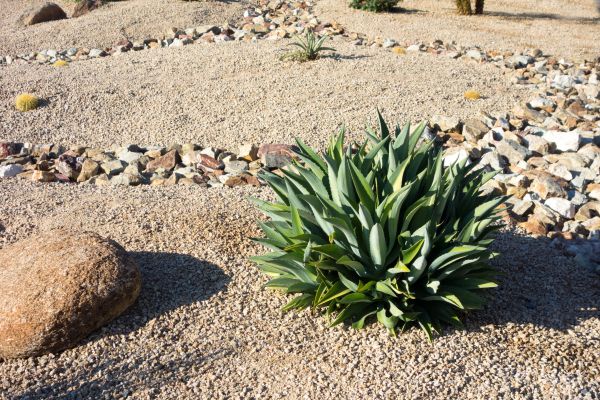 Xeriscaping Service in Snellville