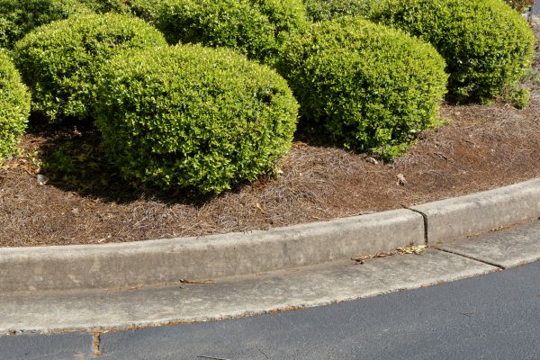 Pine Mulch Installation in Snellville