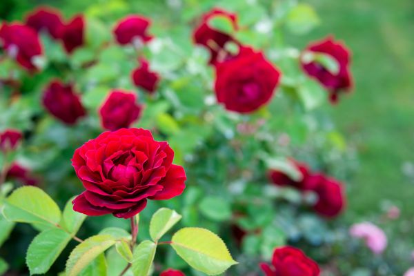 Rose Planting in Snellville