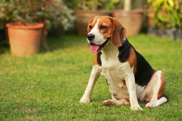 Dog Friendly Landscaping in Snellville
