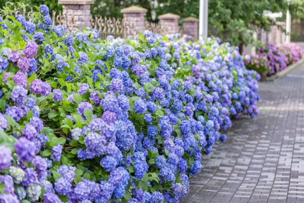 Hydrangea Landscaping in Snellville