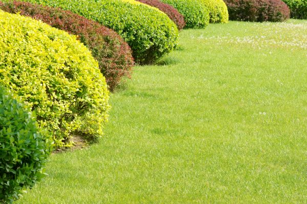 Shrubbery Planting in Snellville