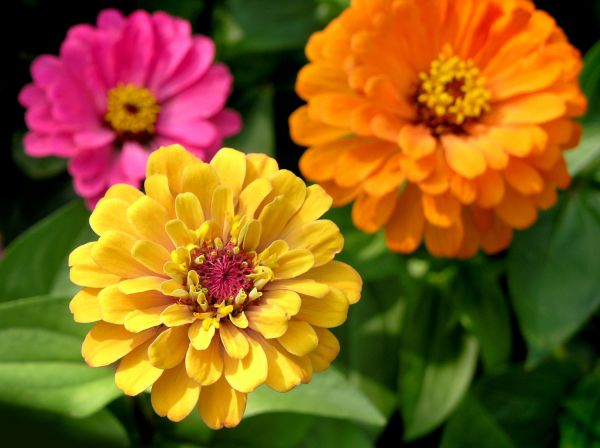 Zinnia Planting in Snellville