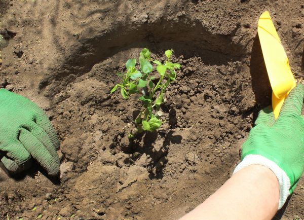 Rose Bush Planting in Snellville