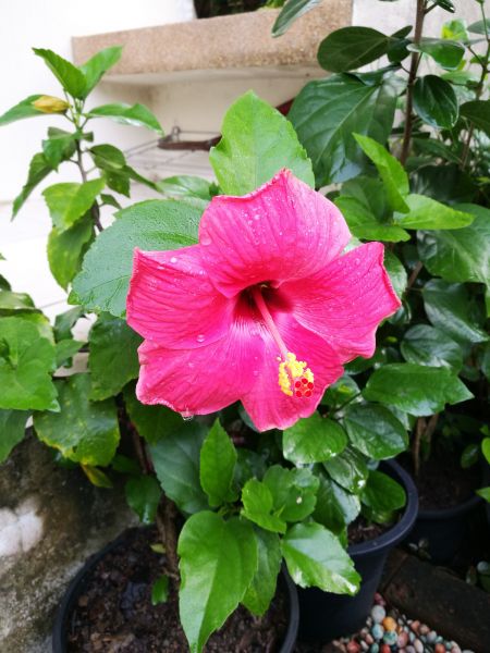 Hibiscus Planting in Snellville