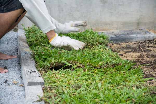 Ground Cover Planting in Snellville