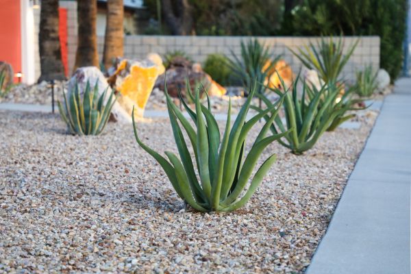 Drought Resistant Landscaping in Snellville