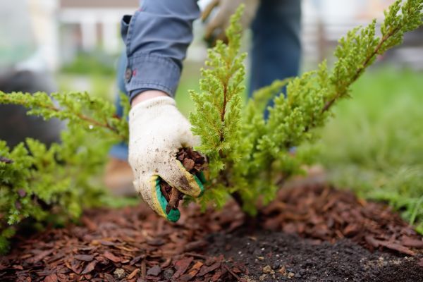 Church Mulching in Snellville