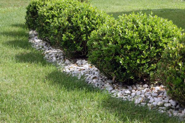 Boxwood Planting in Snellville